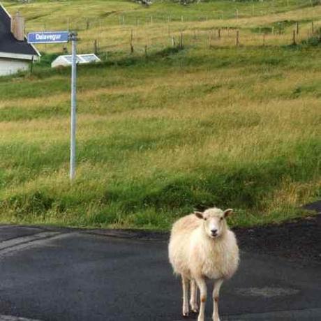 Tra pecore e balene: la vita degli abitanti delle Far Oer