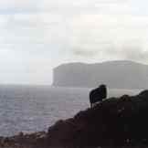 Tra pecore e balene: la vita degli abitanti delle Far Oer