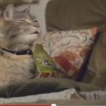 Il gatto e il pappagallino: lo spot diventa virale