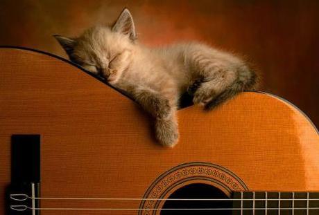 guitar kitty