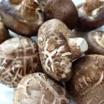 Fungo Shiitake: allontana i tumori e stimola il sistema immunitario