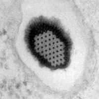 Pithovirus