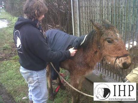 Video - Sequestro animali maltrattati Colleferro