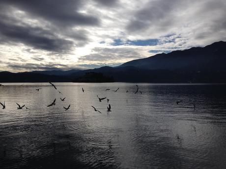 Gabbiani al tramonto sul lago