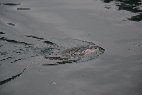 Trota del Lago Mittagsee