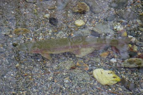 Trota Iridea del lago Mittagsee