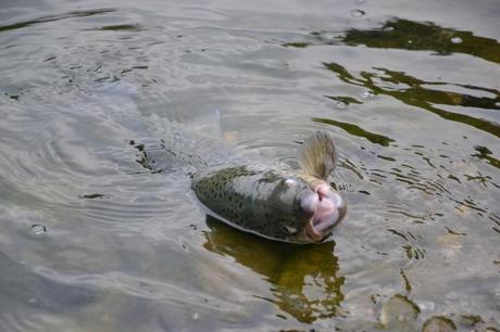 Trota del Lago Mittagsee