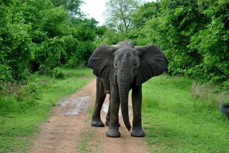 Il mio safari nel South Luangwa National Park in Zambia