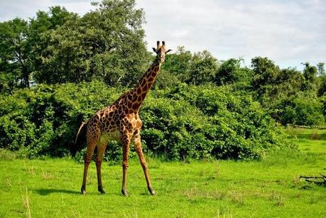 Il mio safari nel South Luangwa National Park in Zambia