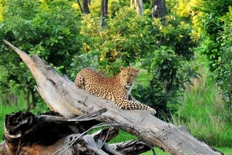 Il mio safari nel South Luangwa National Park in Zambia