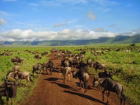 I parchi della Tanzania del nord: una meraviglia!