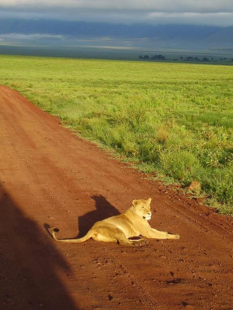 I parchi della Tanzania del nord: una meraviglia!