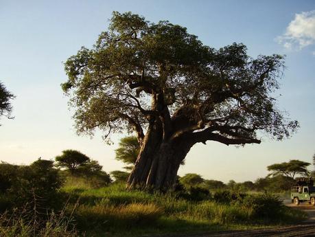 I parchi della Tanzania del nord: una meraviglia!