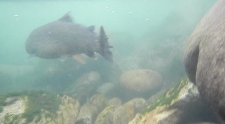 Release Marmorata underwater shot