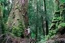 Troppe foreste Tasmania?