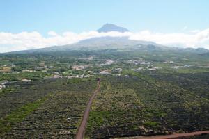 isola di pico ed i suoi vigneti