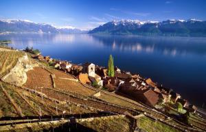 vigneti a lavaux