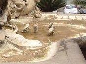 Siracusa: Fontana Artemide svuotata, detriti sporcizia nella vasca