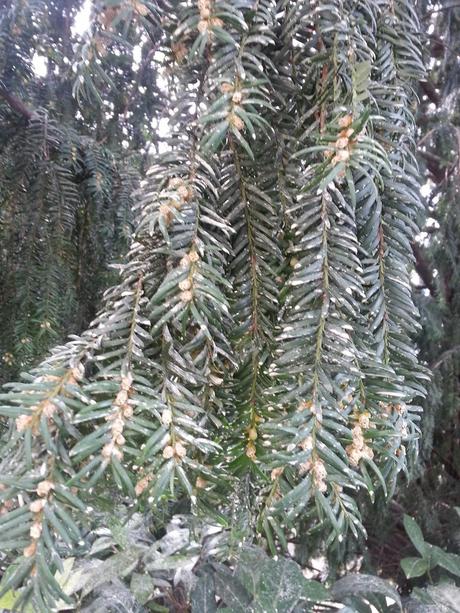 e adesso arriva il polline ...