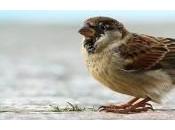 passero sapeva camminare