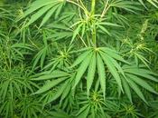 Cannabis terapeutica, governo