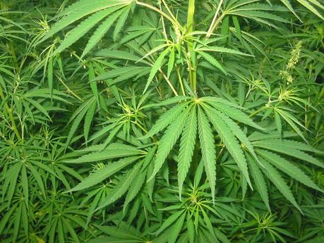 Cannabis terapeutica, sì dal governo