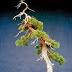 Nell'arte bonsai i Ginepri sono tra le piante maggiormente utilizzate.