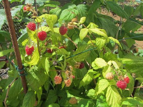 mattonella cioccolato e lamponi per UnLampoNelCuore