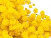 Buon otto Marzo tutte donne