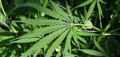Via libera per la cannabis a uso terapeutico in Abruzzo Via libera per la cannabis a uso terapeutico in Abruzzo
