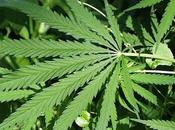 libera cannabis terapeutico Abruzzo