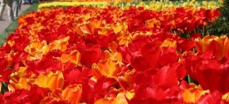 LETTONIA: Tulipani rossi per l’8 marzo. Sapete perché? Tulips Ratbastrd Flickr