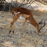 Safari Australe Ovest #5: la Riserva Naturale di Moremi in Botswana