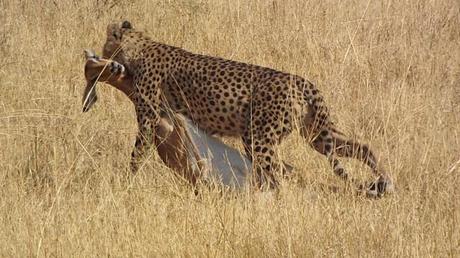 Riserva Naturale di Moremi - Botswana