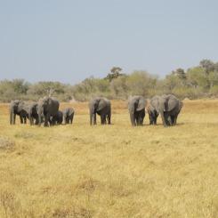 Safari Australe Ovest #5: la Riserva Naturale di Moremi in Botswana
