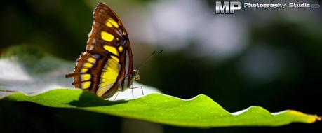 La felicità è come una farfalla: effimera!