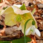 Ditelo con un fiore, se vi pare: il bucaneve