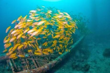 albergo impianto di trivellazione, Malesia, diving