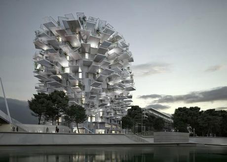 Arbre Blanc a Montpellier