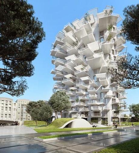 Arbre Blanc a Montpellier