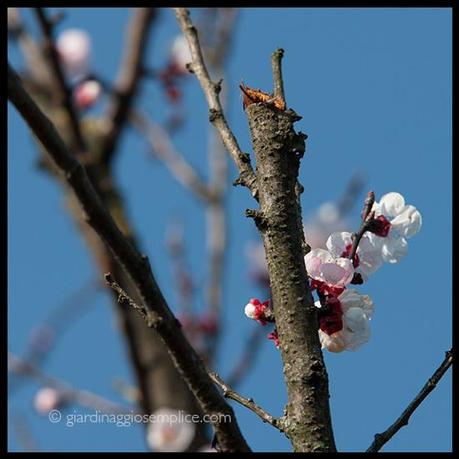 I colori prima della primavera