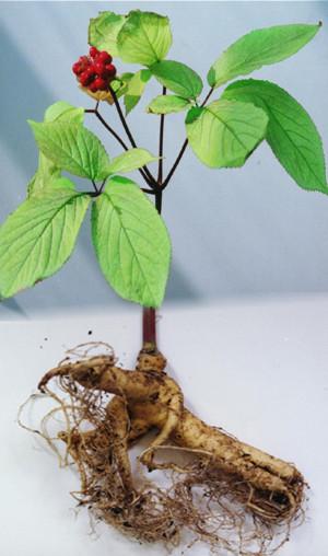 ginseng 3