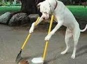 "Cave canem