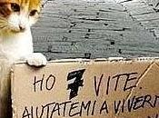 Ordinanza sindaco messina gestione colonie feline