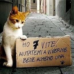 ORDINANZA DEL SINDACO DI MESSINA SU GESTIONE COLONIE FELINE