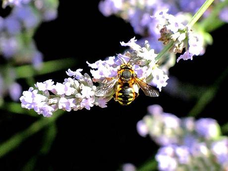 La primavera è arrivata… Ecco le più belle feste per accogliere la bella stagione!