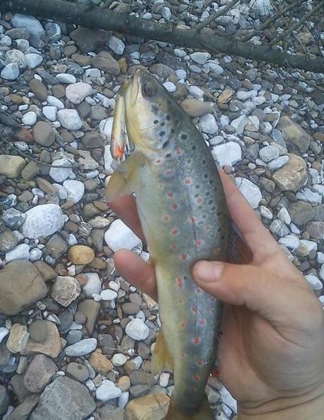 Bella cattura con autocostruito di Bojan Krstic - Nice catch with hand made lure by Bojan Krstic