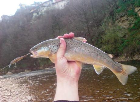 Bella cattura Bojan! - Nice catch Bojan!