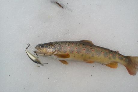 Bella fario di Bojan Krstic - Brown trout caught by Bojan Krstic