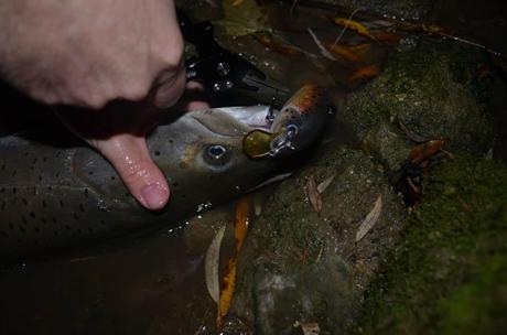 Hucho preso con un'esca di Bojan Krstic - Hucho caught with a lure made by Bojan Krstic